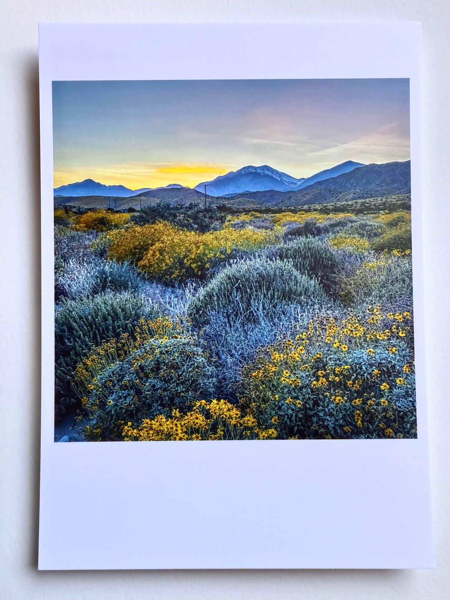 Postcard Photo:  Super Bloom, Highway 62