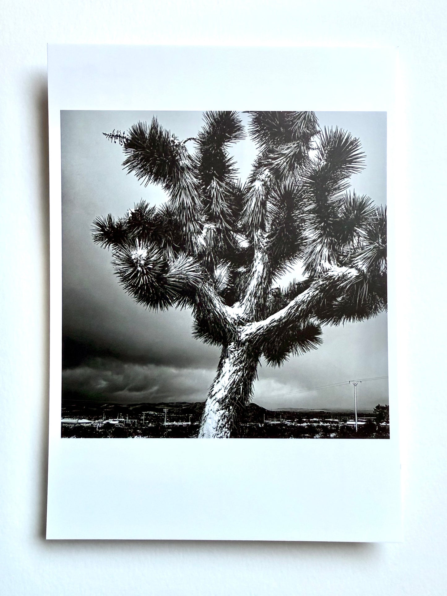 Postcard Photo:  Snowfall, Joshua Tree