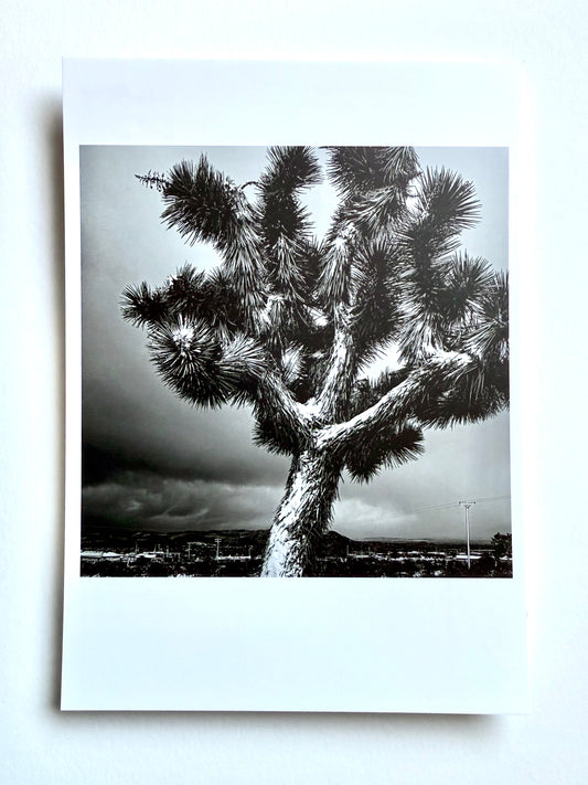 Postcard Photo:  Snowfall, Joshua Tree