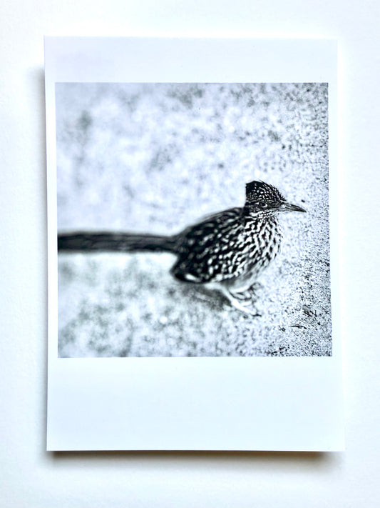 Postcard Photo:  Roadrunner, Joshua Tree CA