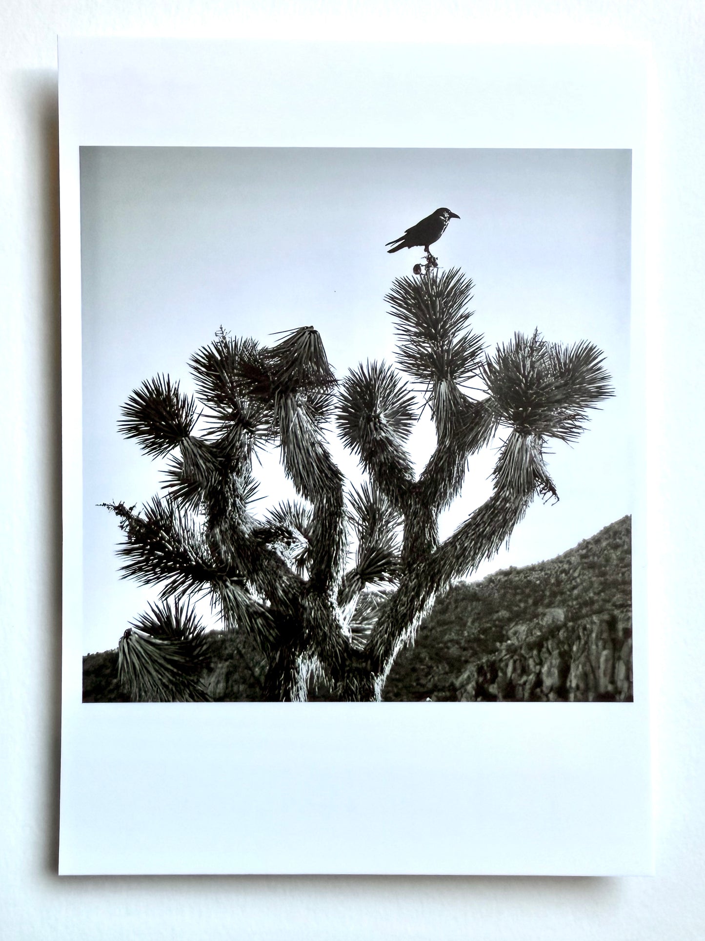 Postcard Photo:  Raven & Joshua Tree