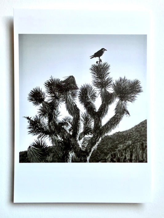Postcard Photo:  Raven & Joshua Tree