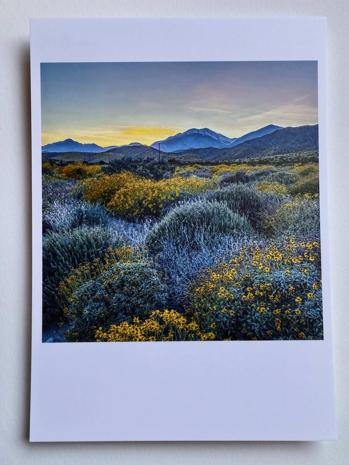 Postcard Photo:  Super Bloom, Highway 62