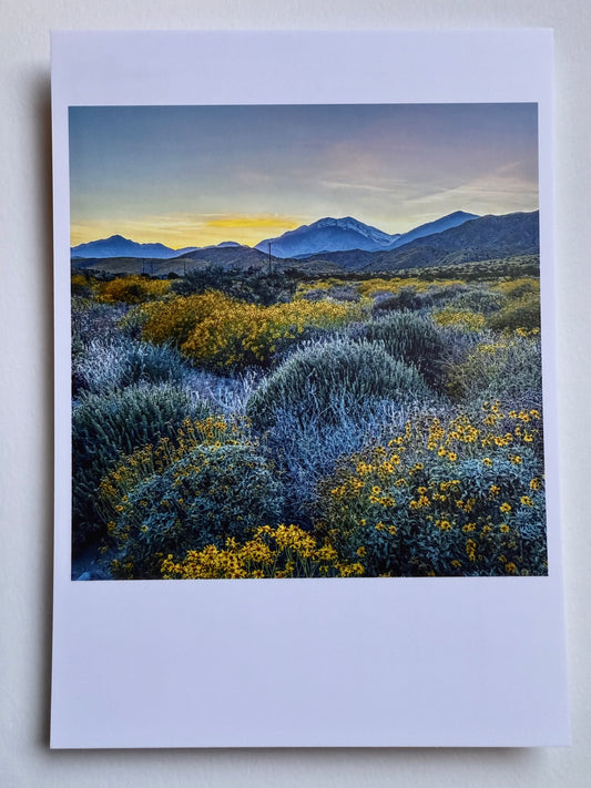 Postcard Photo:  Super Bloom, Highway 62