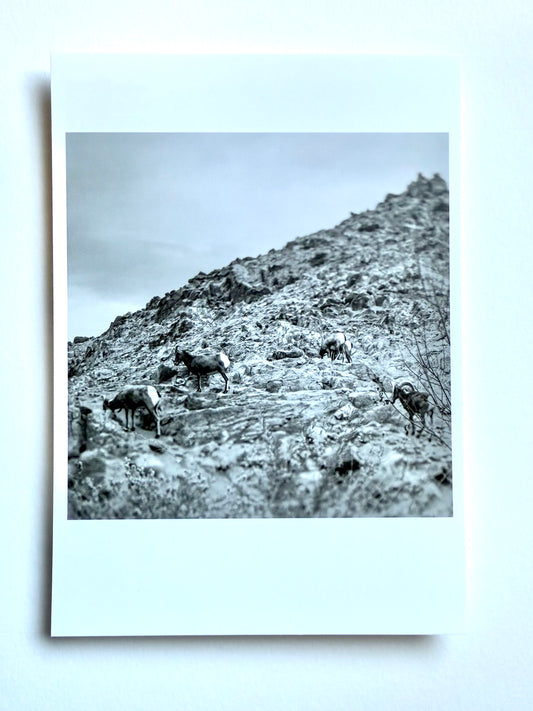 Postcard Photo:  Bighorn Sheep, Highway 74, CA